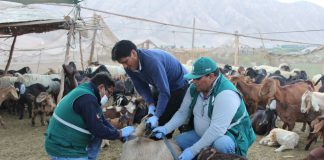 Moquegua no presenta casos de Brucelosis caprina