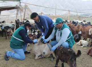 Moquegua no presenta casos de Brucelosis caprina