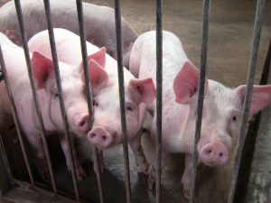 Senasa - Porcinos vacunados en el Sector de Miraflores
