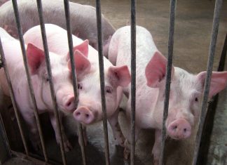 Pasco: Gobierno local busca disminuir impacto ambiental y sanitario en crianza de porcinos