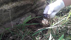 Senasa - Presencia de caracol gigante en Puente Paucartambo y Sogormo - Oxapampa - Pasco
