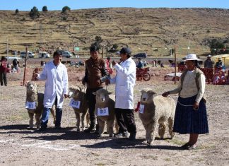 Paucarcolla: Exhibición de sus mejores y más sanos ejemplares en feria ganadera anual