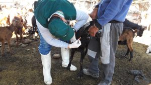 Senasa Tacna - Muestreo serológico de brucelosis
