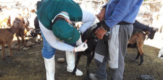 Muestro serológico de brucelosis caprina en la región Tacna