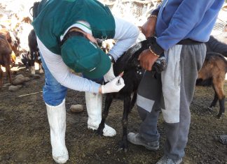 Muestro serológico de brucelosis caprina en la región Tacna