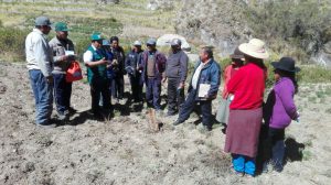 Senasa Tacna - Productores de orégano