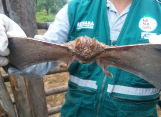 Tumbes: Monitoreo poblacional de murciélagos en distrito de Canoas de Punta Sal