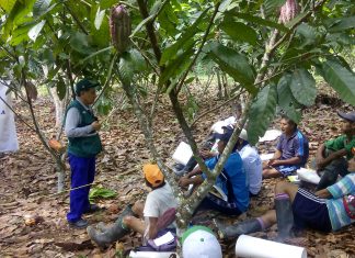 Ucayali: Senasa incentiva el manejo integrado de plagas en cultivo de Cacao y plátano