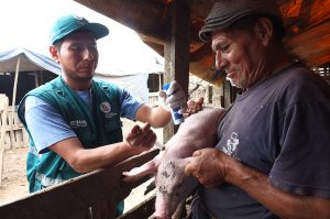 Senasa - Vacunación de cerdos en Lima