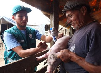Lima: Vacunación de tres mil cerdos contra la peste porcina clásica