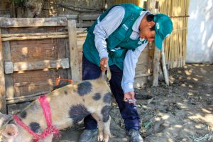 Senasa - Vacunacion de porcinos en Ancash