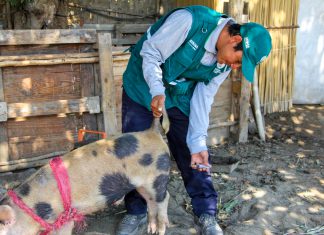 Áncash: Vacunación contra Peste Porcina registra un 57% de avance en primer semestre