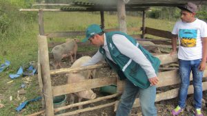 Senasa - Vacunación de ganado porcino en Amazonas