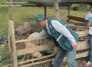 Amazonas: Senasa refuerza prevención contra Peste Porcina Clásica en Chachapoyas