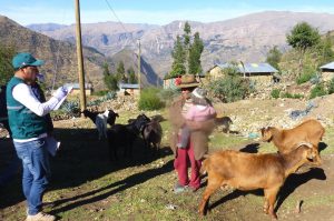 Senasa en Apurimac - Vigilancia brucelosis caprina 1
