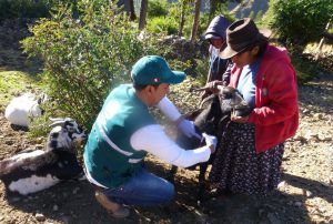 Senasa en Apurimac - Vigilancia brucelosis caprina