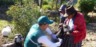 Apurímac: Vigilancia activa para detectar posibles brotes de brucelosis caprina