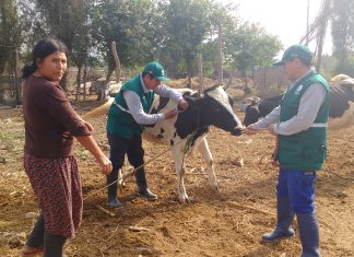 Ica: MINAGRI previene Ántrax con vacunación de 26 mil cabezas de ganado