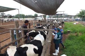 Senasa en Lima - Pruebas de tuberculosis bovina