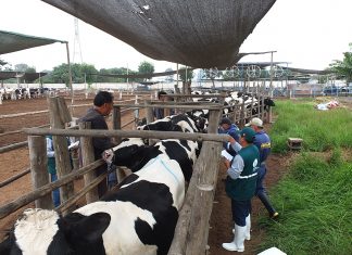 Lima: Senasa intensifica acciones para descarte de tuberculosis bovina