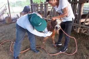 Senasa en San Martín - Toma de muestras serológicas al ganado caprino