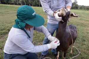 Senasa en San Martín - Toma de muestras serológicas al ganado caprino
