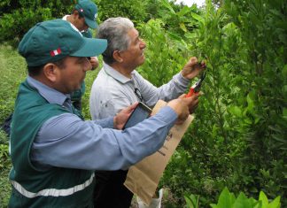 Centro de diagnósticos del SENASA descarta HLB en cítricos peruanos