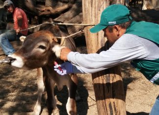 Tumbes: Senasa colecta muestras serológicas para descartar enfermedades en ganado vacuno