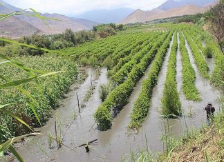 Agraria.pe: Agrobanco y Mibanco reportan pérdidas y cartera afectada por El Niño Costero