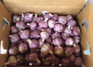 Agraria.pe – Agrodata: Perú exportó más de US$ 9 millones en ajos durante el primer semestre