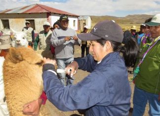 Andina – Agro Rural entrega 100 kits de medicamentos a productores de alpaca