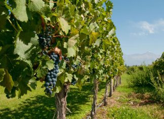 iprofesional: La Argentina y Perú avanzan para ampliar exportaciones agrarias