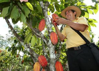 Andina: Perú tiene reto de convertirse en el quinto exportador mundial de cacao