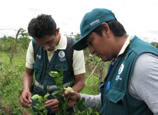 Simulacros mantienen libre al Perú de HLB