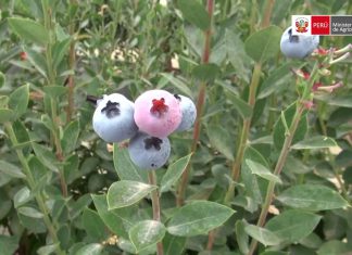 Minagri – Senasa: Chile será el próximo destino de los arándanos peruanos