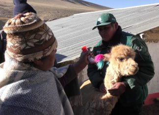 Minagri continúa acciones contra heladas en Puno