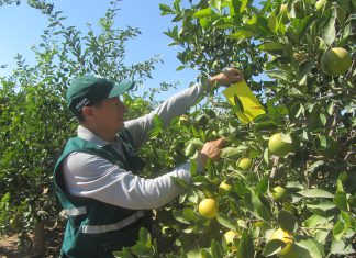 Perú, país libre de HLB reafirma MINAGRI