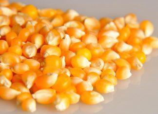 Establecen requisitos fitosanitarios para la importación de semillas de maíz de Alemania