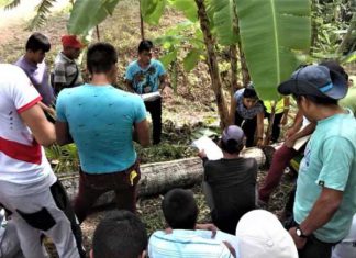 Andina – Serfor actualiza protocolo para estandarizar criterios de evaluación de recurso forestal