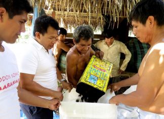 Sierra y Selva Exportadora: fortalecen trabajo conjunto de productores de castaña