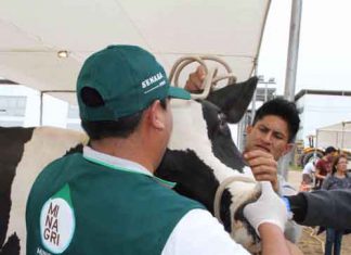 CAN: Países de la Comunidad Andina acuerdan acciones para prevenir Fiebre Aftosa