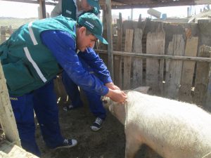 Campaña de vacunación alcanza a más 160 mil porcinos en Piura