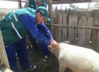 Campaña de vacunación alcanza a más 160 mil porcinos en Piura