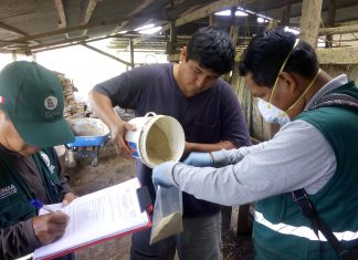 Ucayali: Monitoreo de alimento para bovinos para prevenir enfermedades zoonóticas