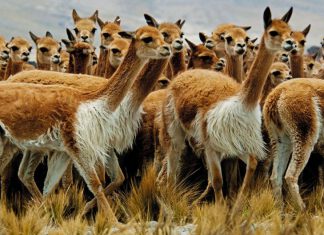 MIDAGRI: SENASA intervendrá en el 2022 para el control de sarna en vicuñas a nivel nacional