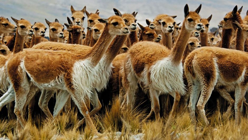 Minagri.vicuñas