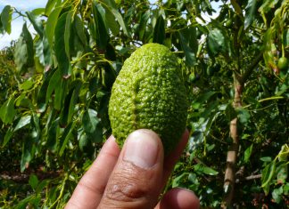 Huancavelica: Vigilancia fitosanitaria en cultivos de palta y cítricos en provincia de Churcampa