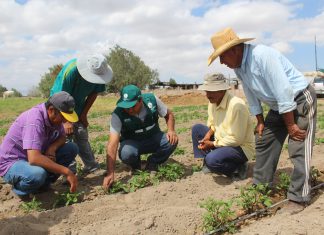 Arequipa: Productores de San Camilo se gradúan como expertos en MIP Papa