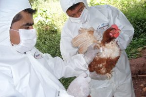 Senasa - 936 muestras serológicas para descarte de influenza aviar
