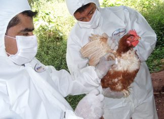 San Martín: 936 muestras serológicas para descarte de influenza aviar